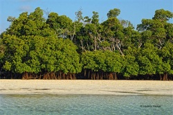 Mangrove forests in the Content Keys.
